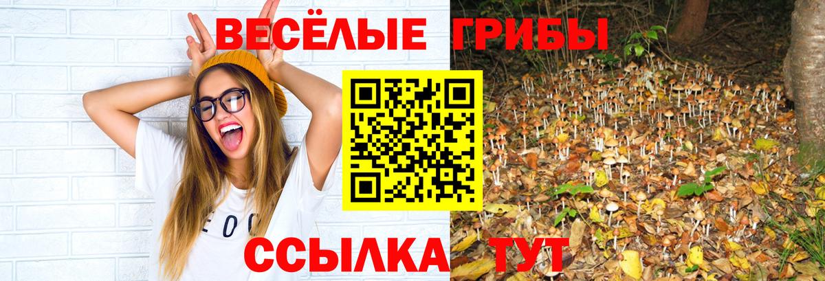 сколько стоит  Псилоцибиновые грибы GOLDEN TEACHER  Знаменск  Вход с VPN  Псилоцибиновые грибы Cubensis 